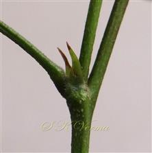  Stipules